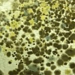 mold picture