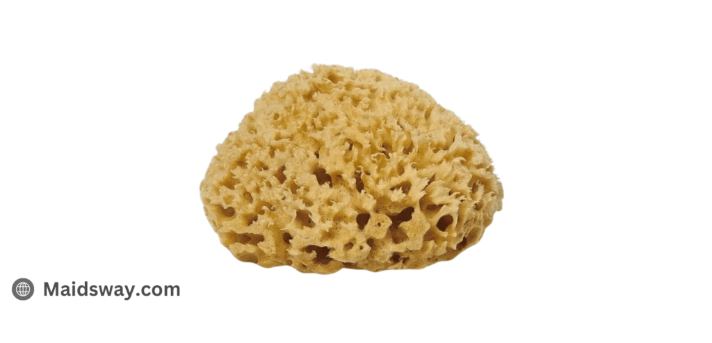 Sea Sponges