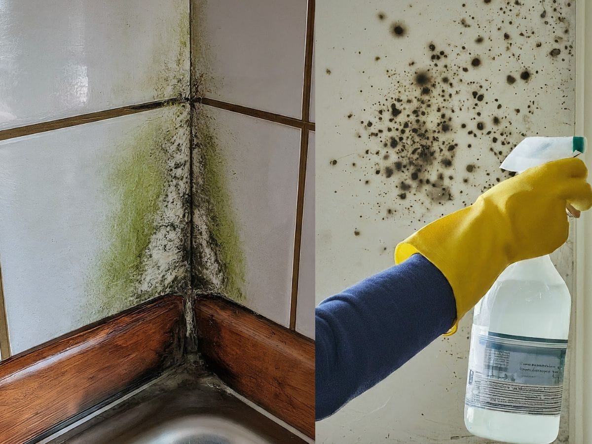 Banish Mold with Vinegar